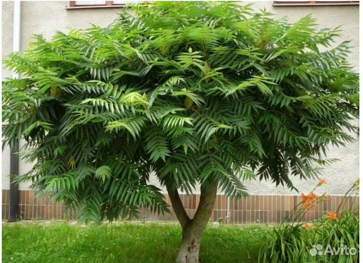 Саженцы Сумах -оленерогий