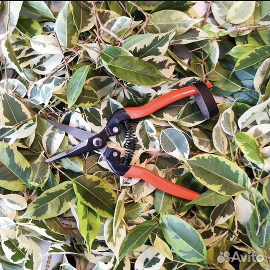 Чудо секаторы alligator германия,ножницы опт розн