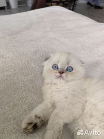 Шотландская вислоухая кот