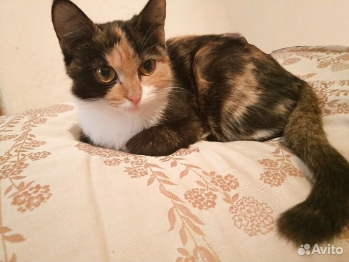 Отдам котенка