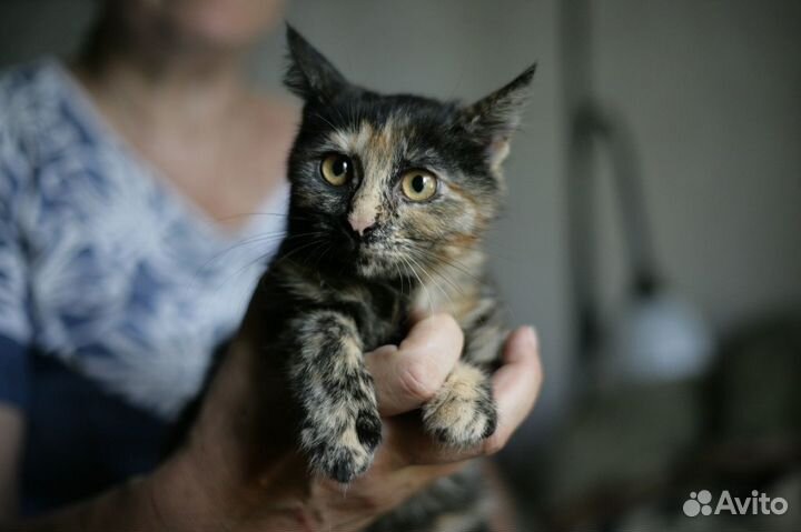 Три трёхцветных котёнка