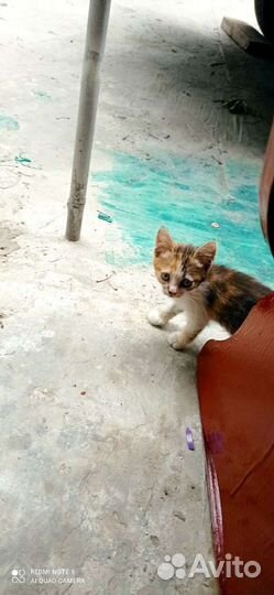 Отдам котят крысоловов