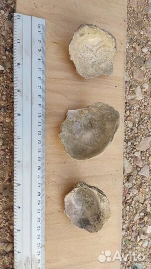 Окаменелости Грифея