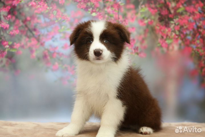 Бордер Колли девочка