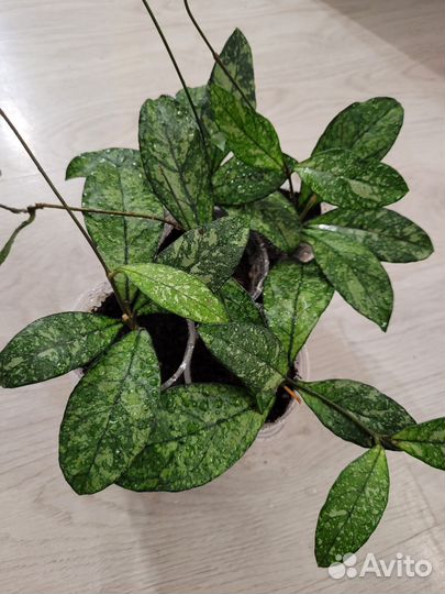 Хойи сортовые