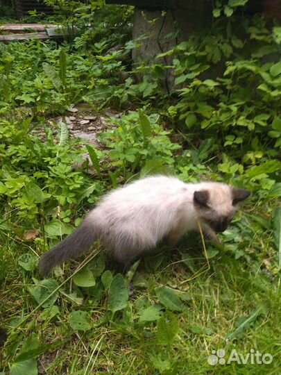 Котята в добрые руки даром