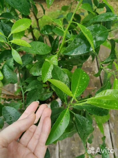 Мандарин комнатный, мандариновое дерево, гибискус