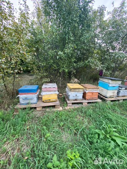 Пчелосемьи с ульями