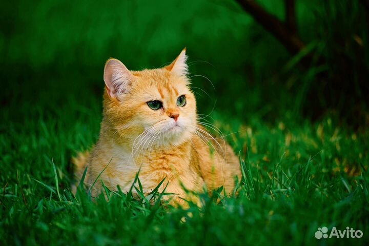 Британская кошка