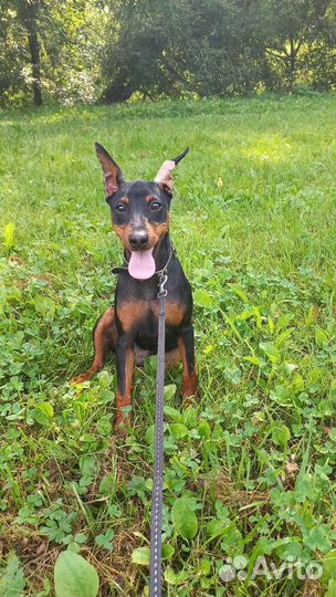 Выгул и Передержка для животных