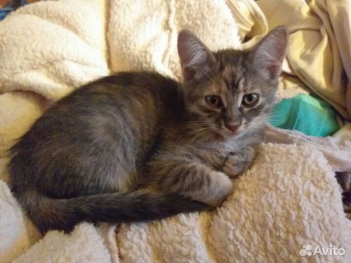 Котята бесплатно