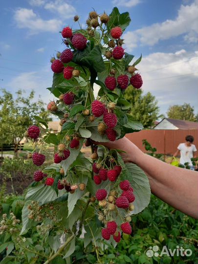 Саженцы малины, ежевика