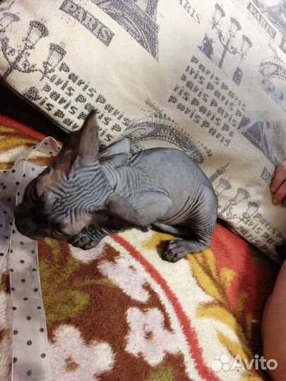 Донской сфинкс