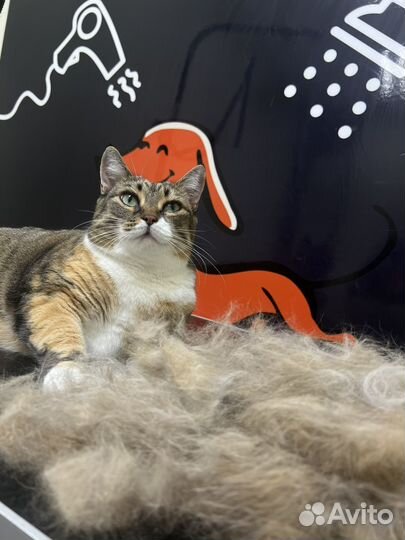 Услуги грумера Стрижка собак и кошек