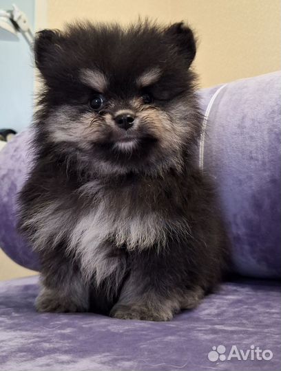 Померанский шпиц