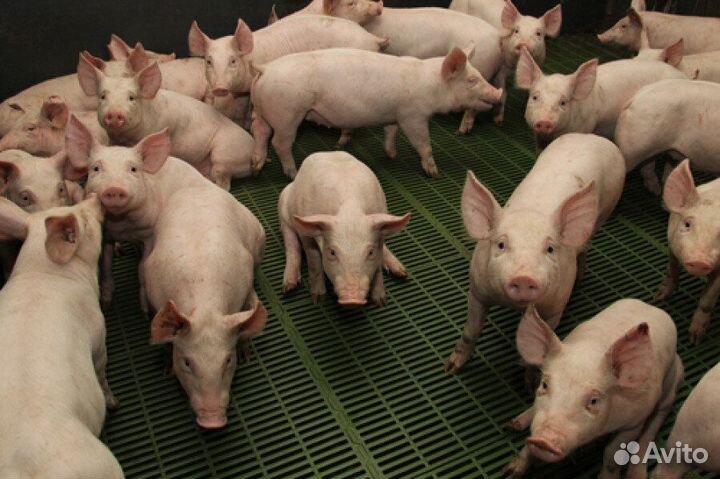 Поросята белые