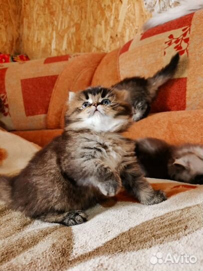 Шотландские котята
