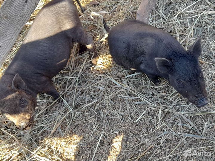 Поросята кабан, дюрок, вьетнамская свиньи