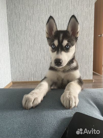 Собака в добрые руки Хаски щенок