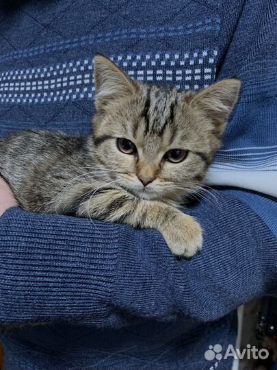 Котик ищет семью