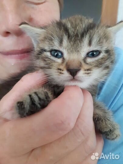 Кошка в дар бесплатно