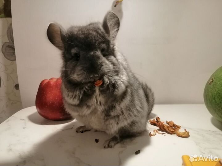 Шиншилла ангорская эбони