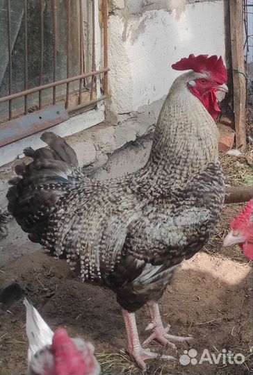 Куры и петухи