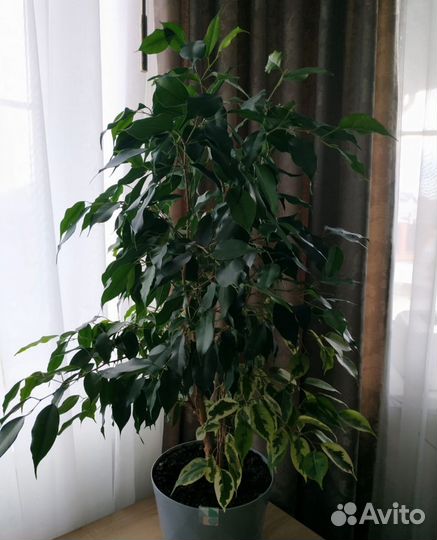 Фикус Бенджамина