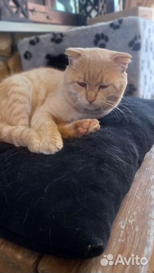 Кот