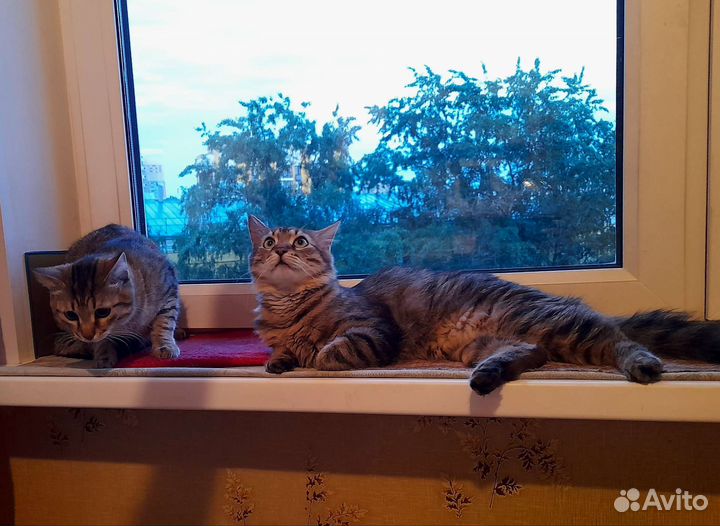 Твикс из обаяния и нежности : коты 9 мес