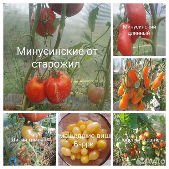 Семена помидор, томатов