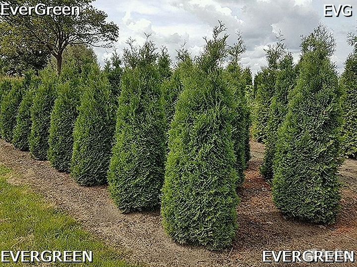 Туи для изгороди