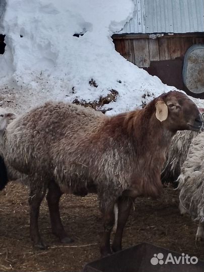 Баран гиссарский