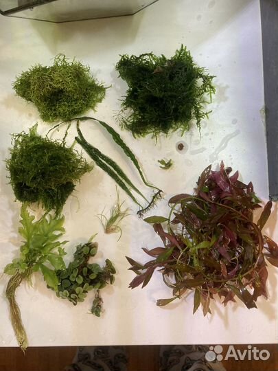 Аквариумные растения, мхи, креветки