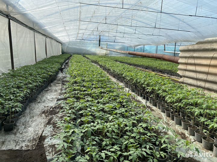Рассада на заказ