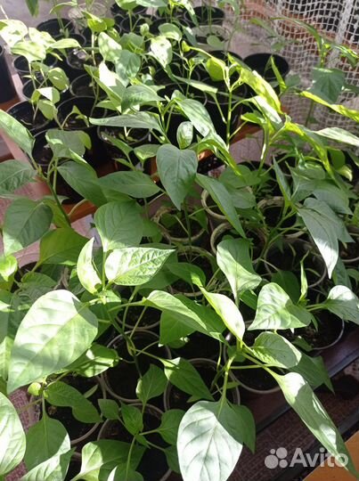 Перец рассада