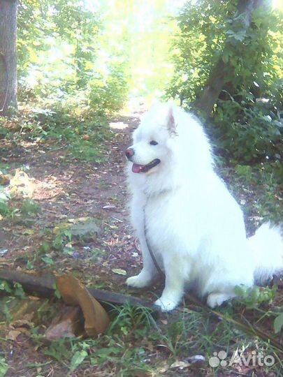 Шерсть самоеда