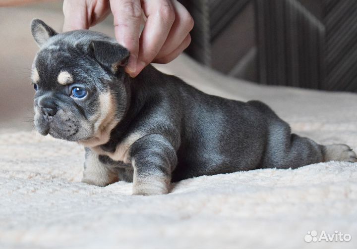 Эксклюзивный мальчик Французский бульдог щенок