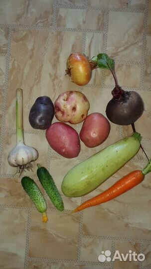 Картофель, свекла, кабачки, лук, чеснок, морковь
