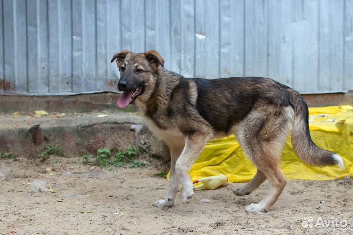 Отдаю щенка Савелия в дар