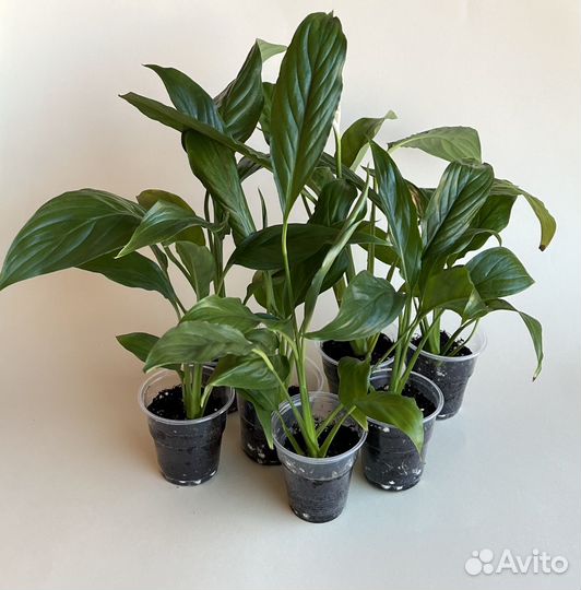 Спатифиллум, хлорофитум Лаксум