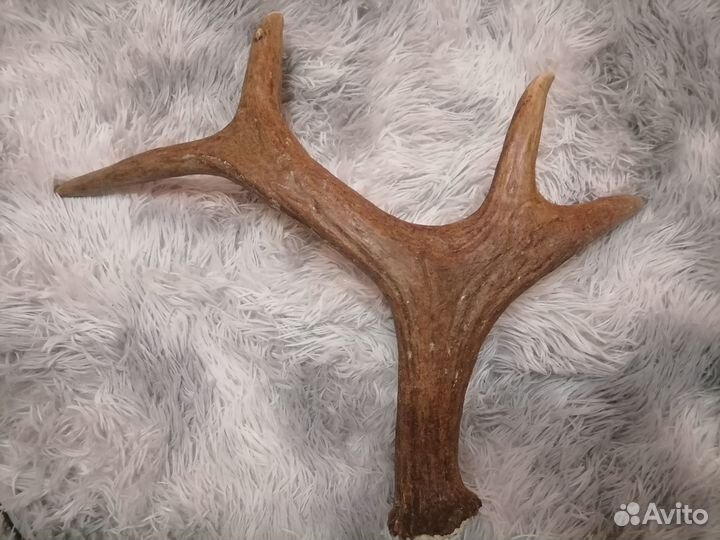 Продам рога лося