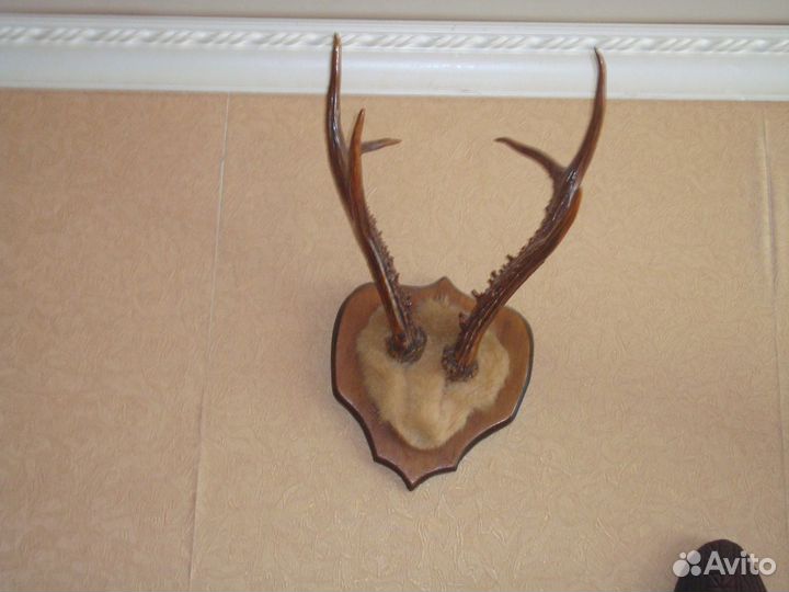 Рога лося,оленя,косули