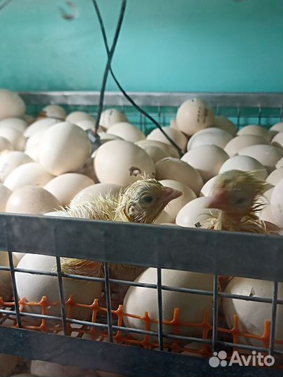 Продажа цыплят бройлеров Кобб 500