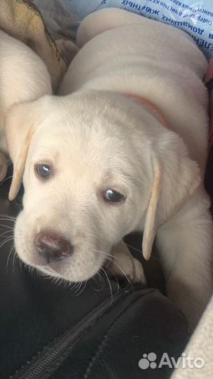 Щенки лабрадора