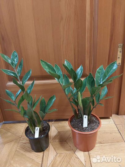 Замиокулькасы