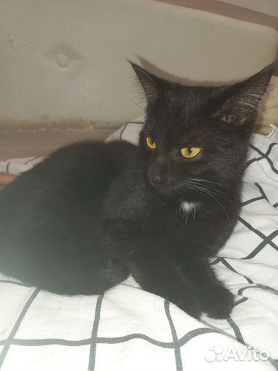 Отдам кошку