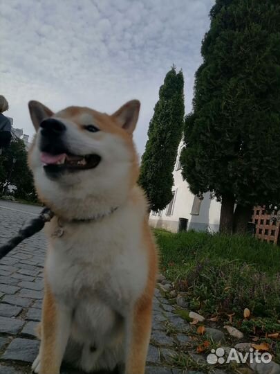 Вязка сиба ину