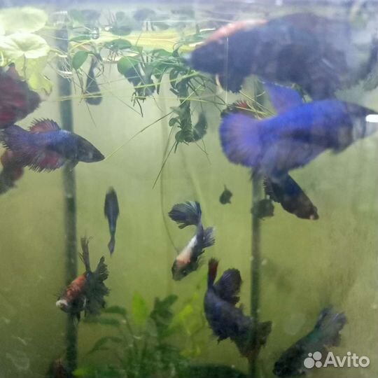 Аквариумные рыбки