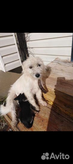 Щенки дворняжки